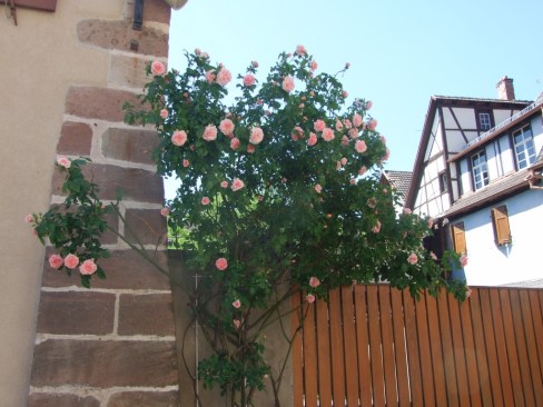 Roses UNADJUSTEDNONRAW_thumb_1e6e