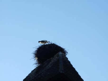 UNADJUSTEDNONRAW_thumb_1e04