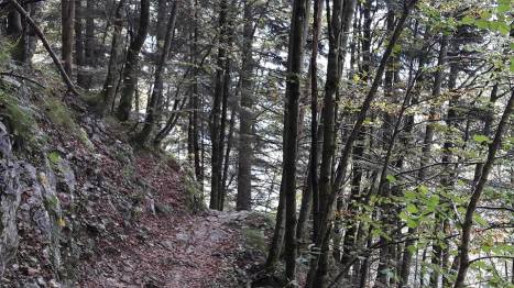 Beech leaf path - Reit-im-Winkl