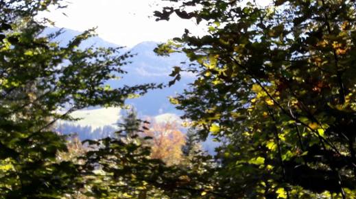 peeping through trees - Reit-im-W