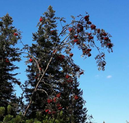 Rowan berries - Reit-im-W