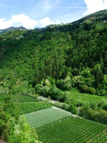 Vines from lunch stop11203127_10205437456009286_127083141899869215_n