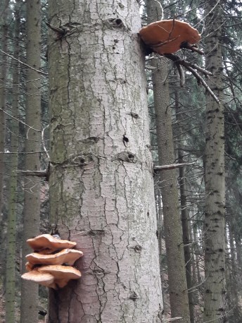 Geierstein 4 9th November 2017. Route 611 frm Lenggries