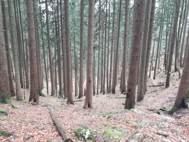 Path just visible to the right. Geierstein 5. 9th November 2017. Route 611 frm Lenggries
